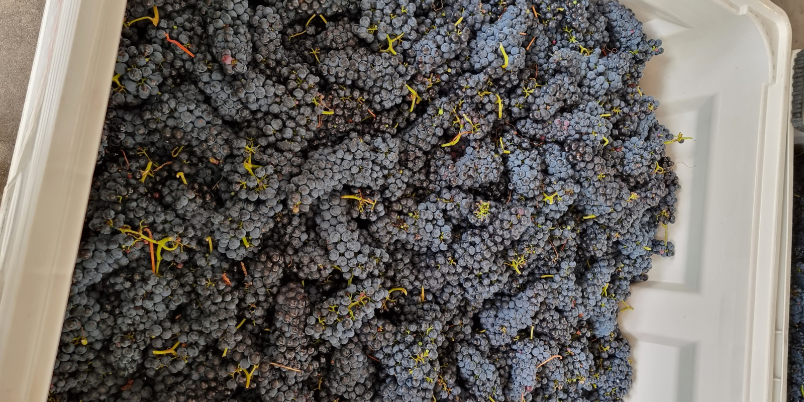 Tempranillo Grapes Orbis Wines V23